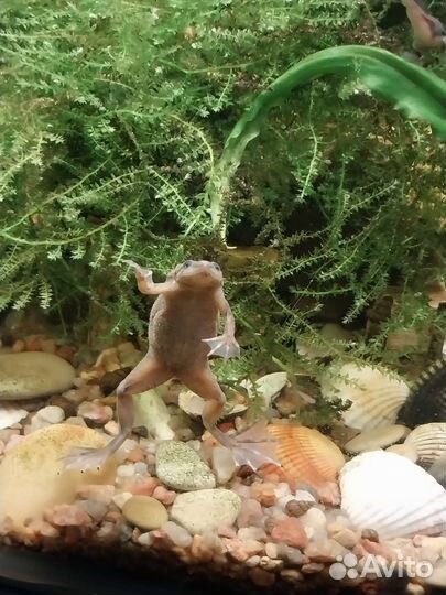 Карликовая лягушка