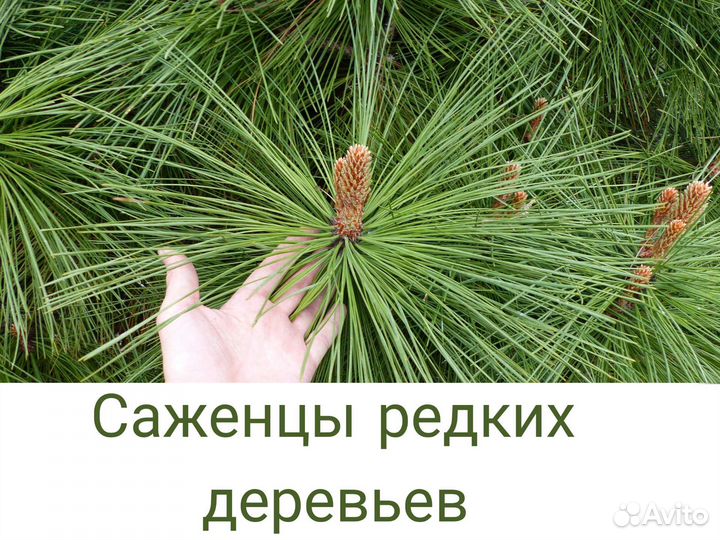 Саженцы редких деревьев