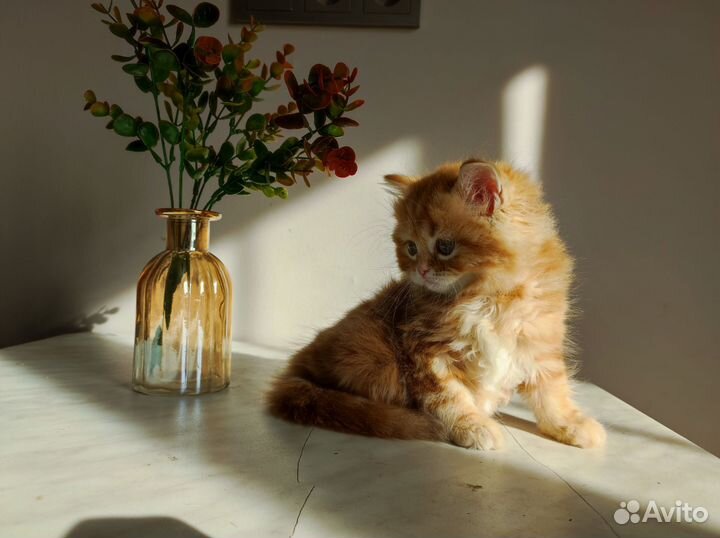 Шотландская красная мраморная девица