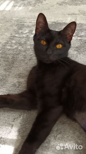 Кошка в дар
