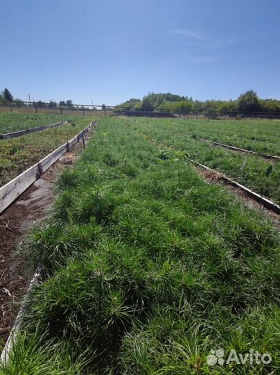 Саженцы ели европейской окс от производителя