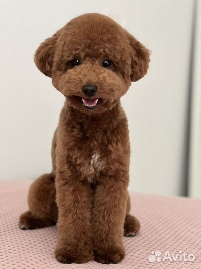 Фотосессия с собакой мальтипу