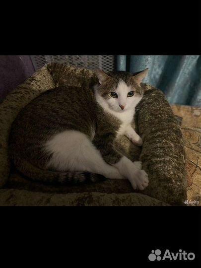 Коты отдам в добрые руки