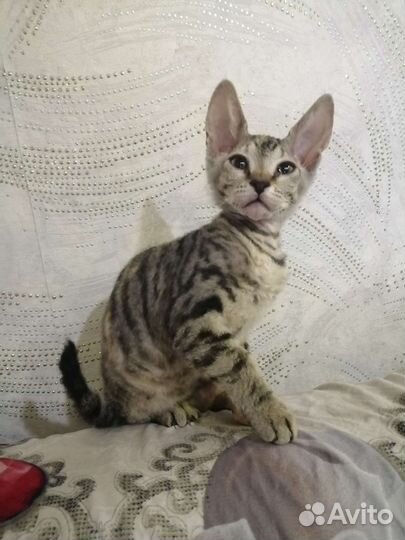 Донской сфинкс