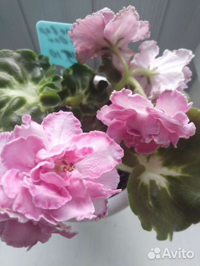 Сортовые фиалки