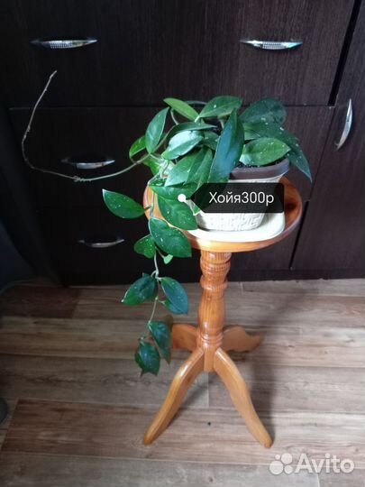 Комнатные цветы