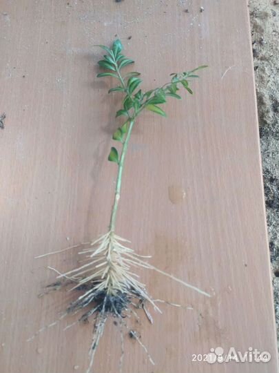 Сеянец самшита