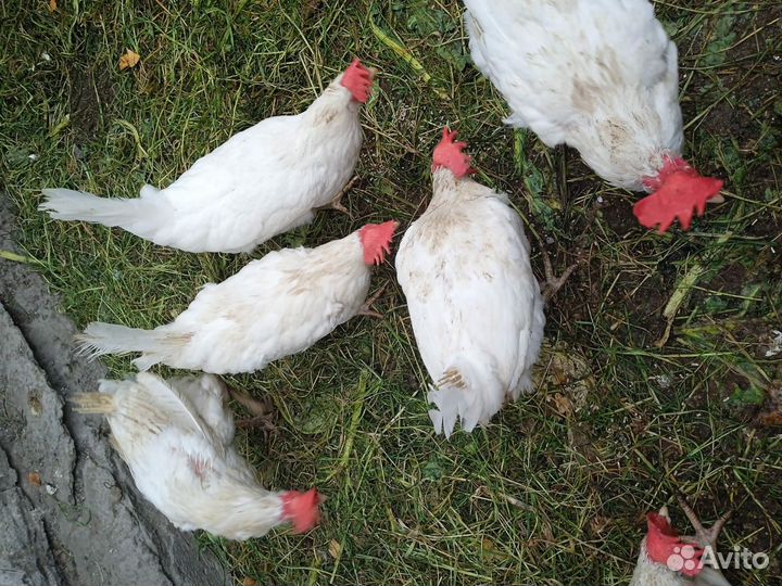 Куры несушки продам