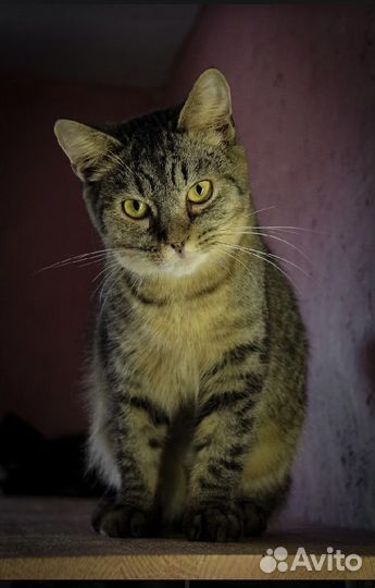 Кошки в добрые руки