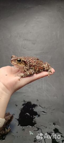 Карибская жаба