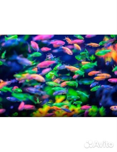 Аквариумные рыбки. Неоны и данио