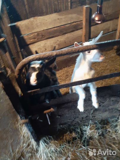 Козы козлята