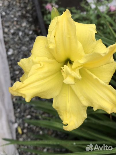 Лилейник сортовой