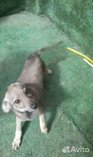 Щенок девочка в добрые руки