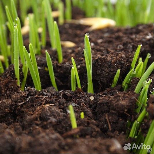 Грунт для газона