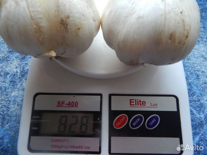 Чеснок рокамболь