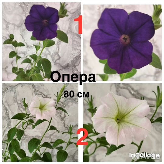 Рассада петуньи ампельной