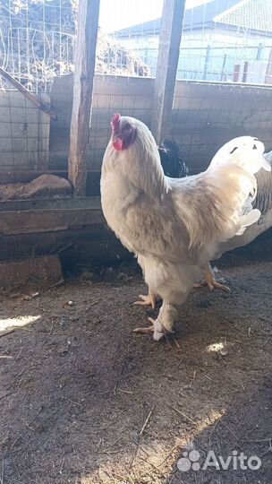 Молодые петухи