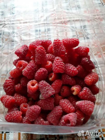 Малина ремонтантная