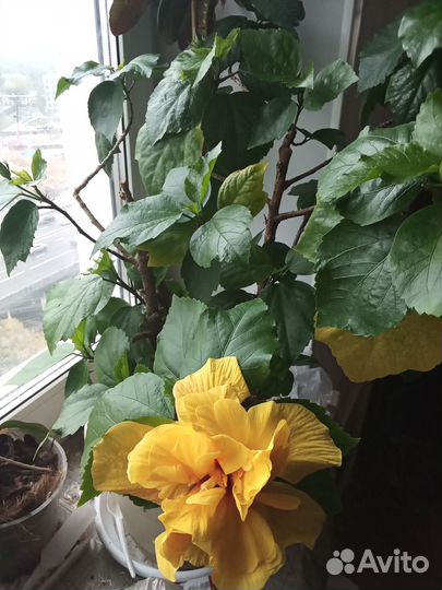 Гибискус китайская роза