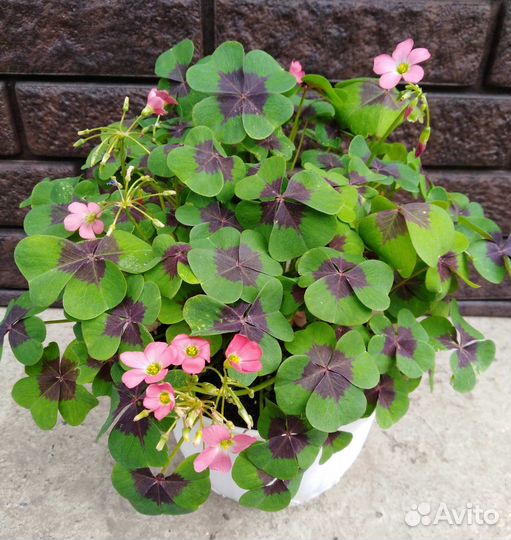 Кислица оксалис