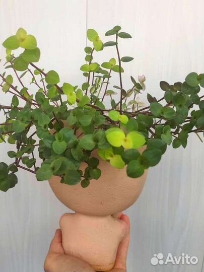 Каллизия 4 сорта зелёная розовая золотая бьянка