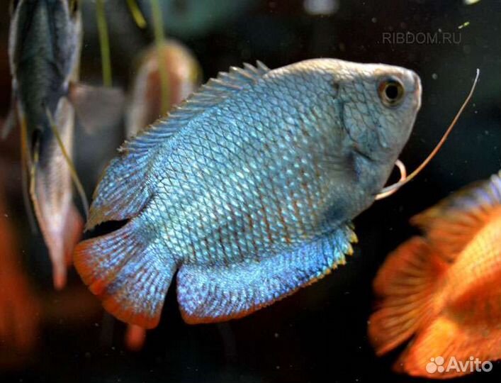 Лялиус кобальтовый аквариумная рыбка