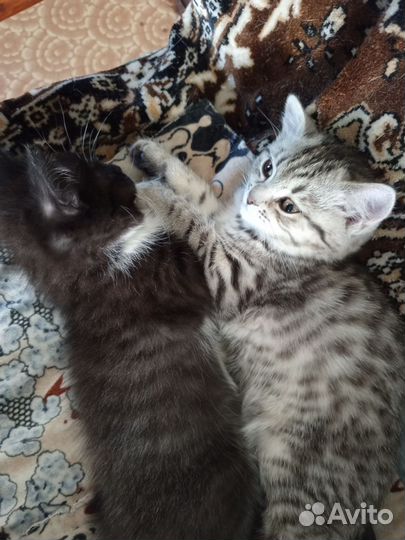 Котик и кошка