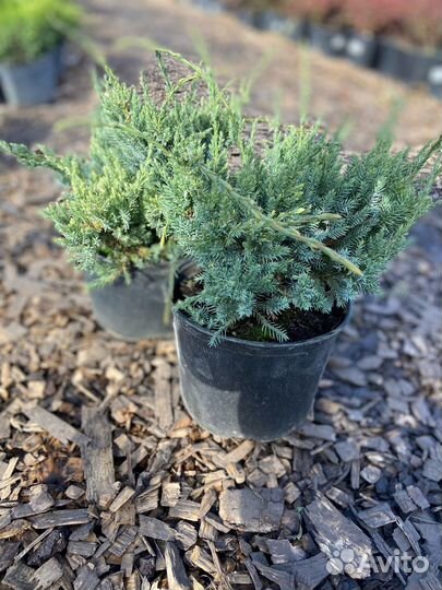 Можжевельник