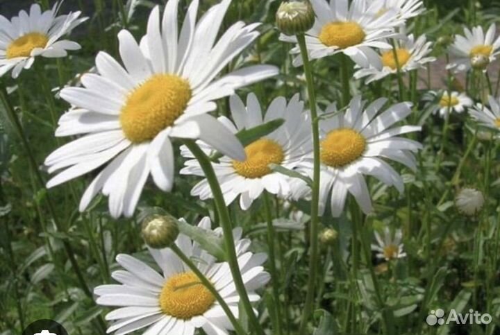 Ирис, юкка, хризантемы