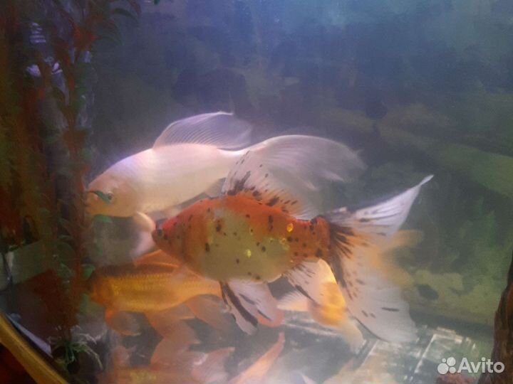Аквариумные рыбки
