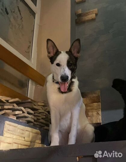 Собачки - Компаньоны