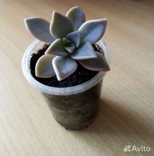 Каменная роза