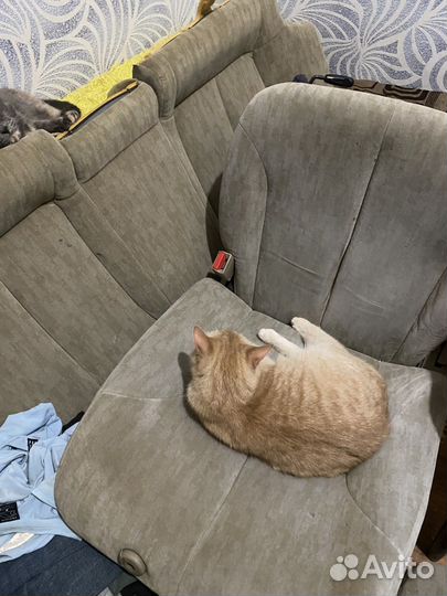 Сидушки на Nissan Cefiro