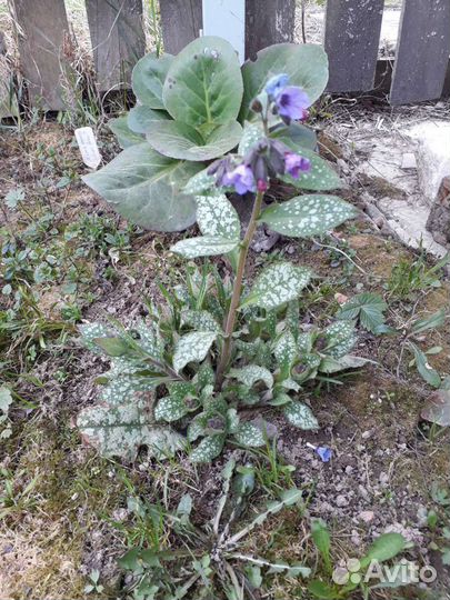 Неприхотливые многолетники для сада