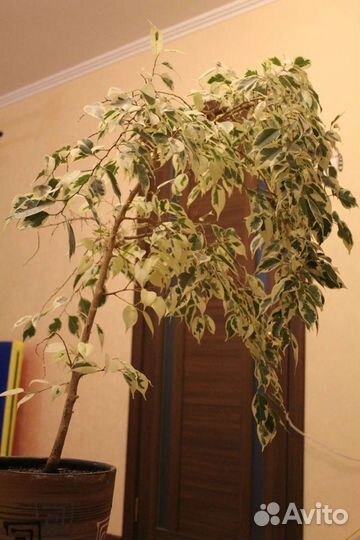 Фикус бенджамина