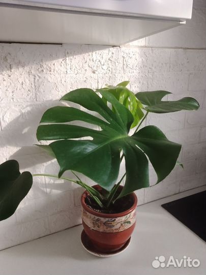 Цветок монстера