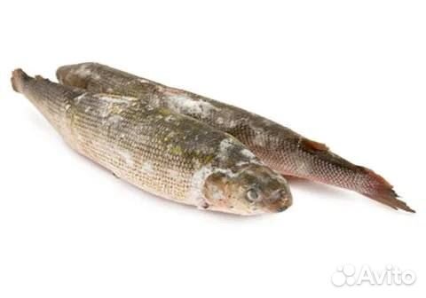 Сиг Якутский замороженный 1 кг