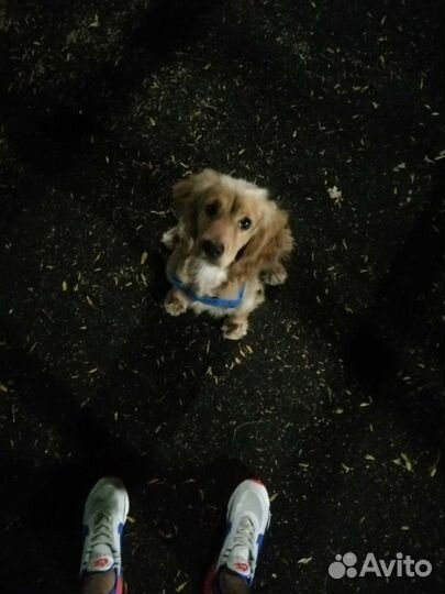 Собаки кокер спаниель