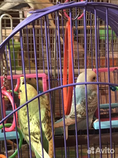 Волнистые попугаи