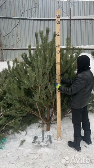 Сосна новогодняя / Ёлка новогодняя /Ёлка в кадке