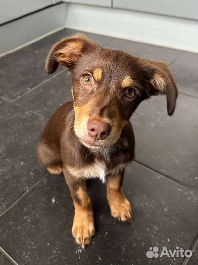 Щенок Бублик ищет семью