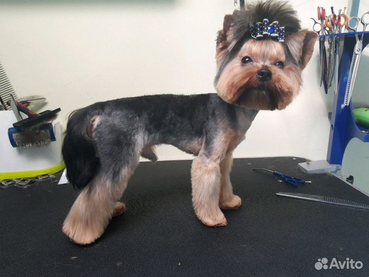 Стрижка собак и кошек