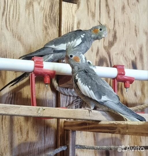 Птенец попугая нимфа корелла