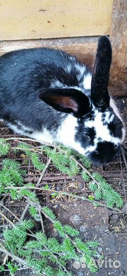 Самцы,самки и крольчата