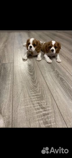 Кавалер кинг чарльз спаниель