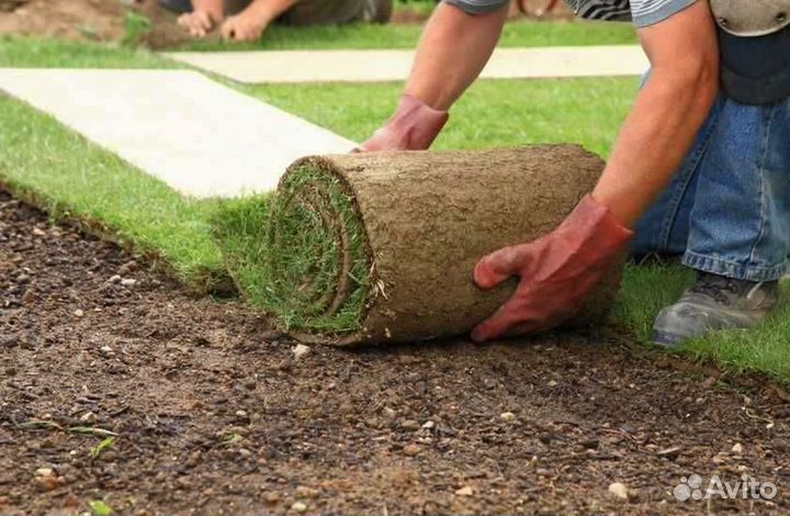 Рулонный газон напрямую от производителя