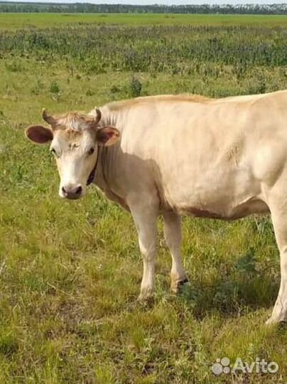 Нетель Швиц+Джерси