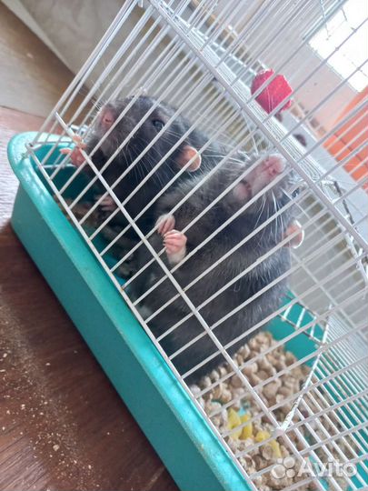 Крыссы с клеткой