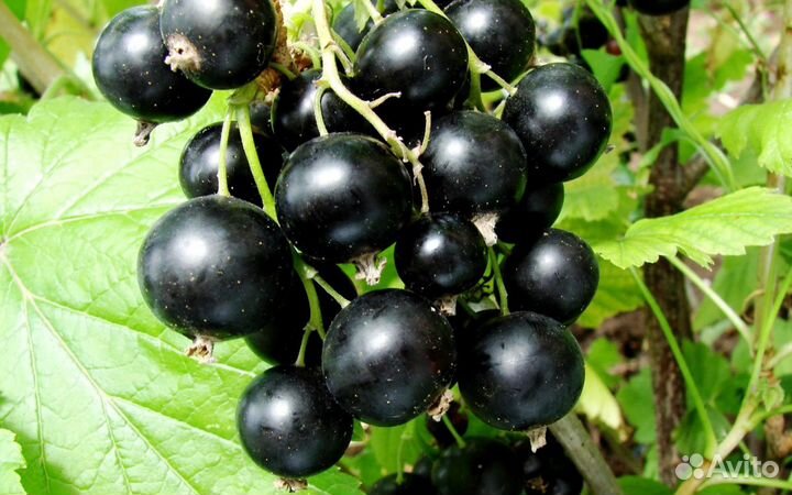 Смородина черная жемчужина (саженцы)